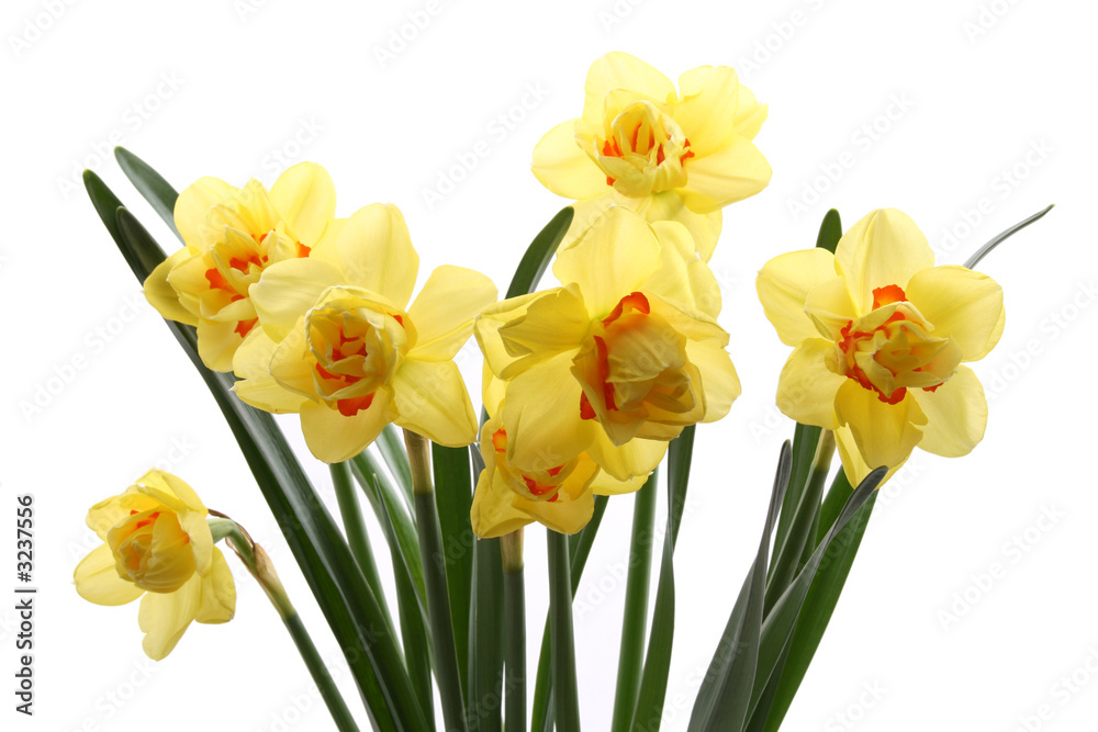 daffodils daffodils