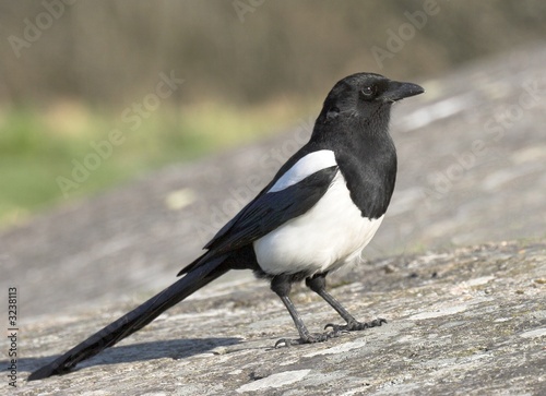 magpie photo