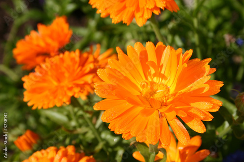 close up calendula