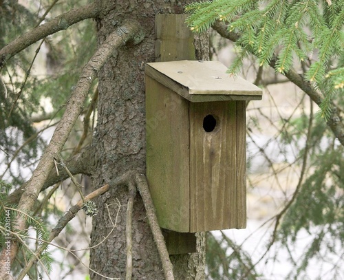 Obraz na płótnie bird house