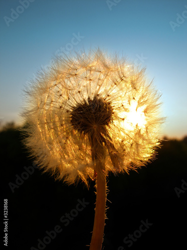 dandelion