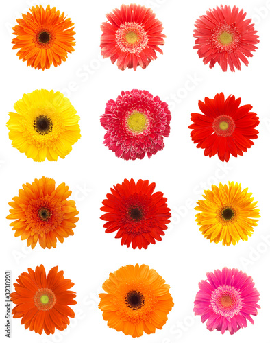 Fototapeta Naklejka Na Ścianę i Meble -  daisy flowers