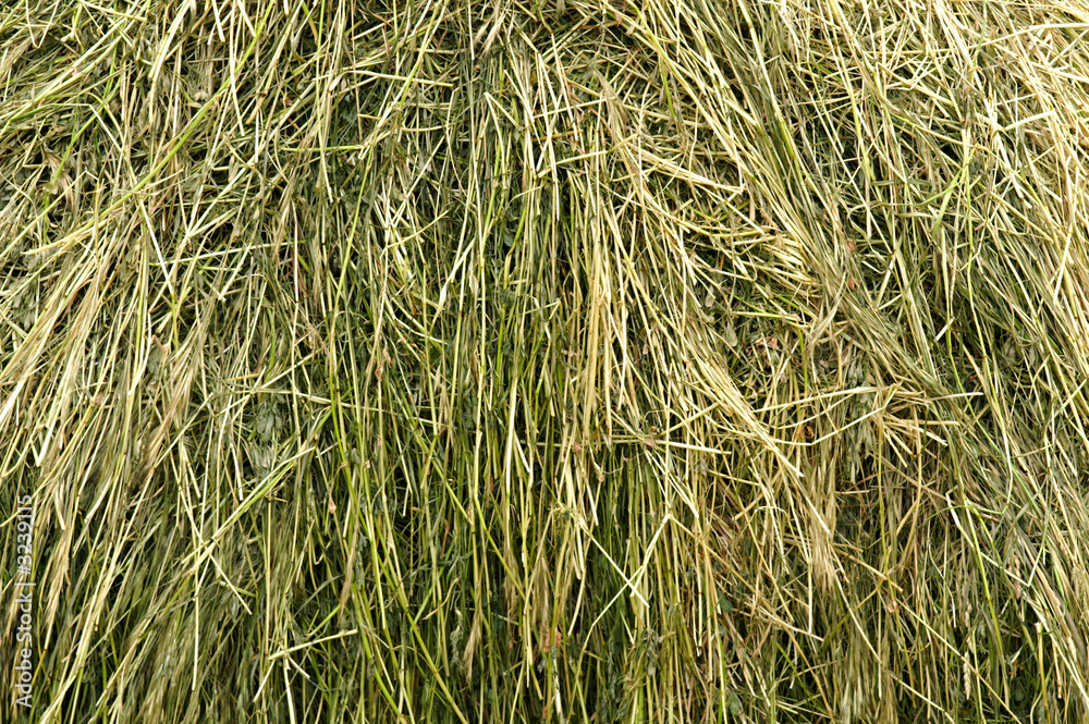 Fototapeta premium heu