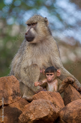 yellow baboon mother and infant