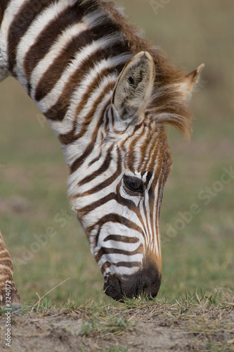 Fototapeta Naklejka Na Ścianę i Meble -  Plains Zebra