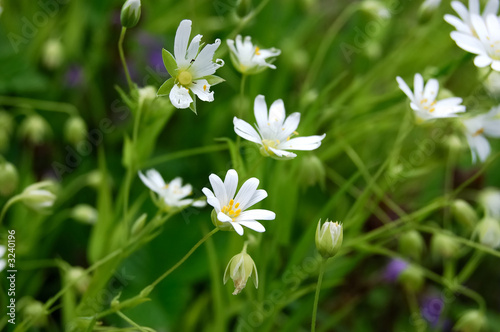 caryophillaceae - stellaria nemorum l.