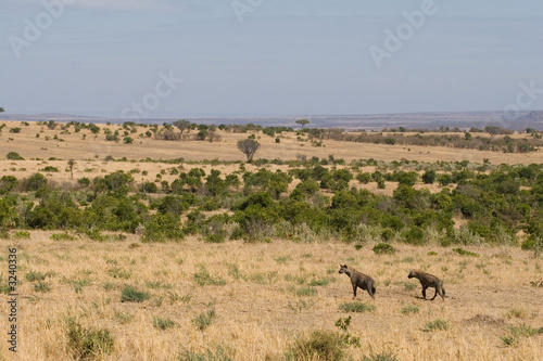 Spotted Hyenas in Savanna © Impala