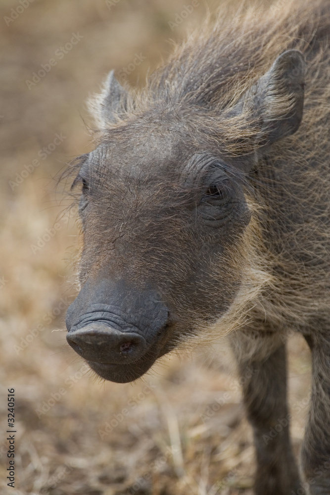 Warthog Piglet Warthog Piglet