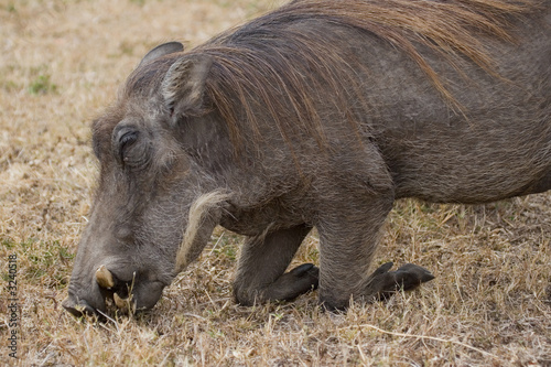 Warthog