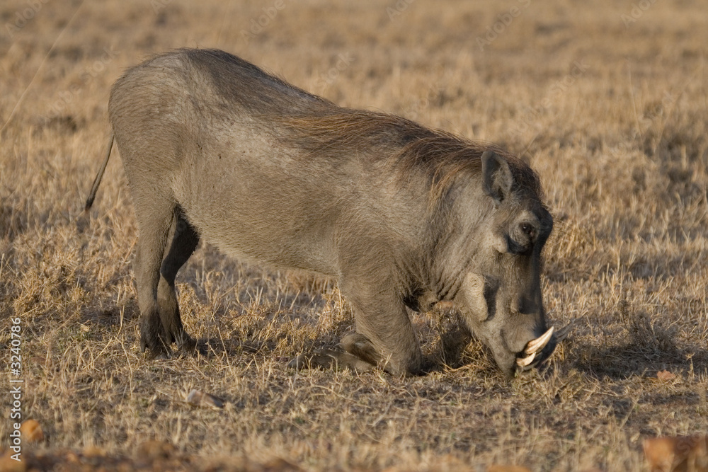 Fototapeta premium Warthog