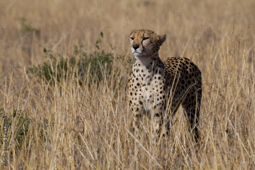 Fototapeta premium cheetah, acinonyx jubatus