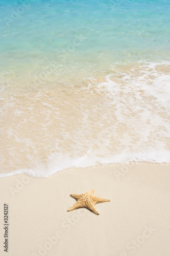 starfish on the beach