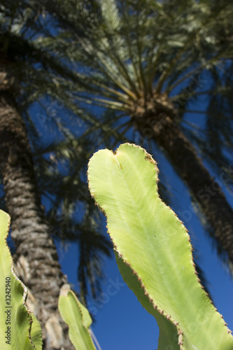 cactus photo