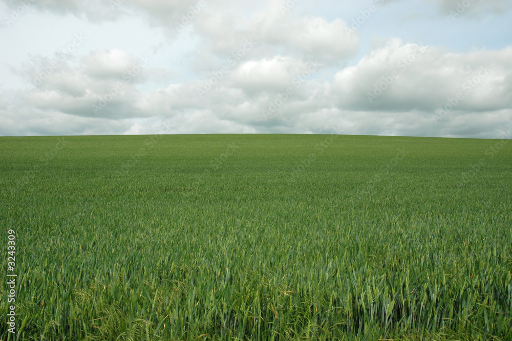 champ de ble vert