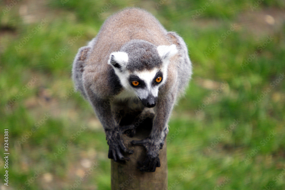 Obraz premium ring tail lemur