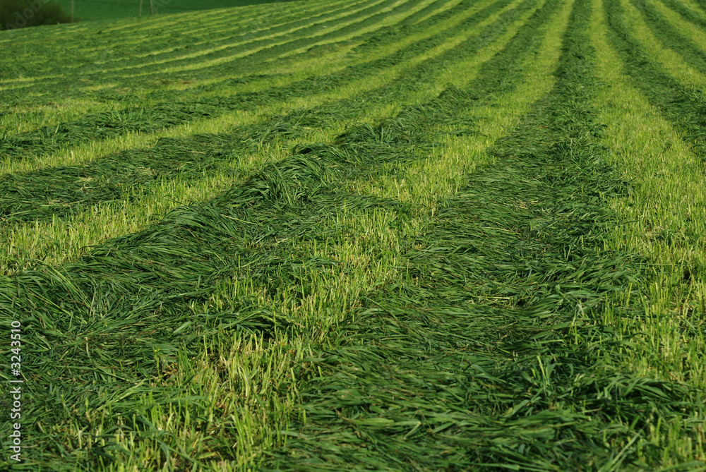 field 3 field 3