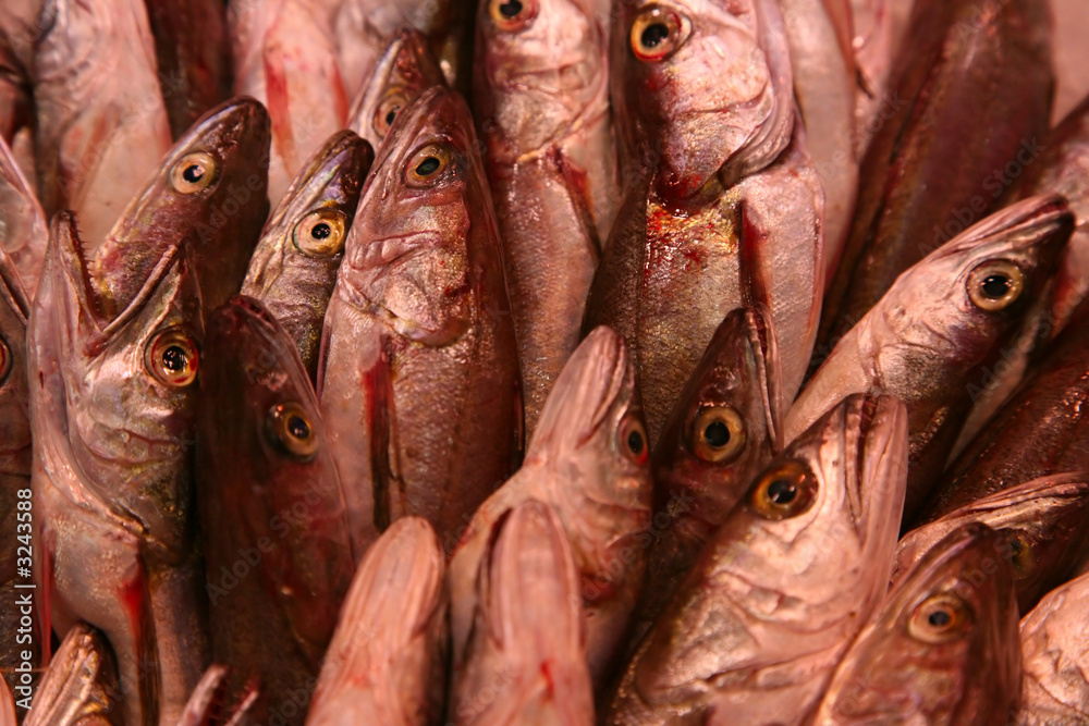 frischer fisch frischer fisch
