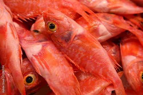 red fish with yellow eyes photo