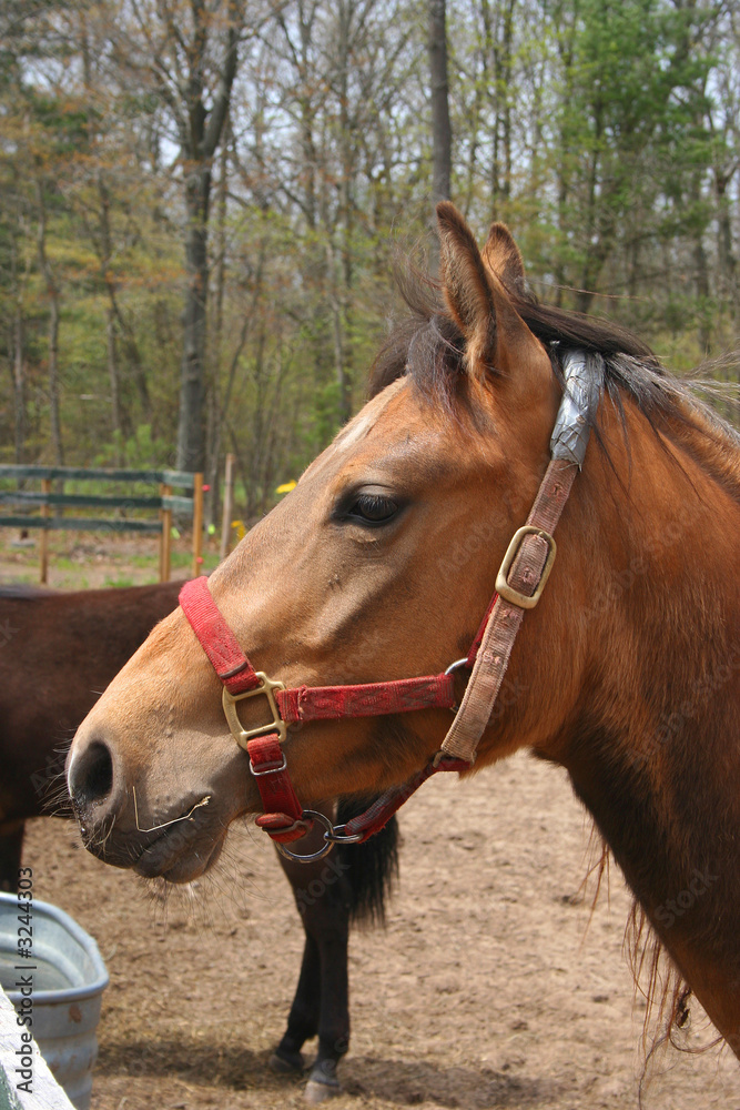 Obraz premium horse looking at the camera