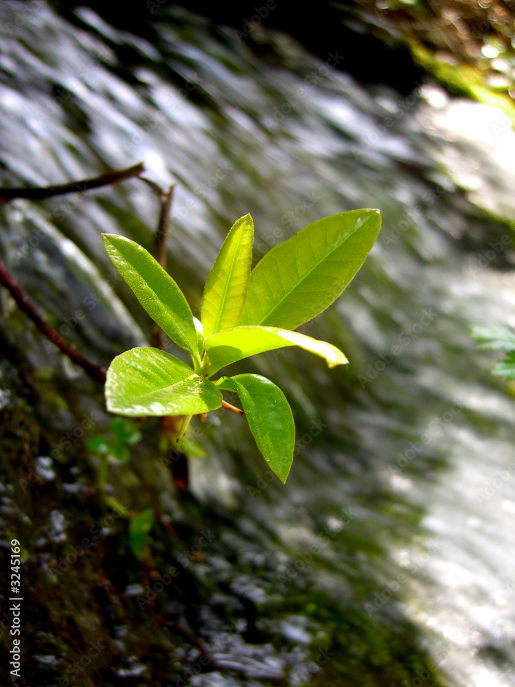 Wunschmotiv: pequena planta no riacho #3245169