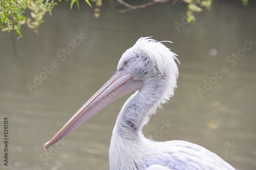 pelican
