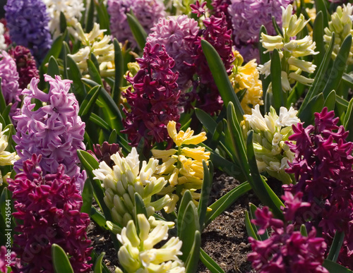 spring flowers
