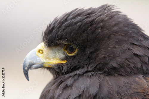 buzzard