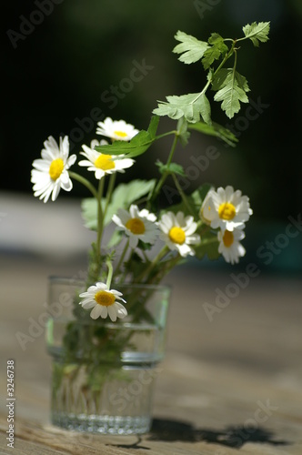 verre de paquerettes photo