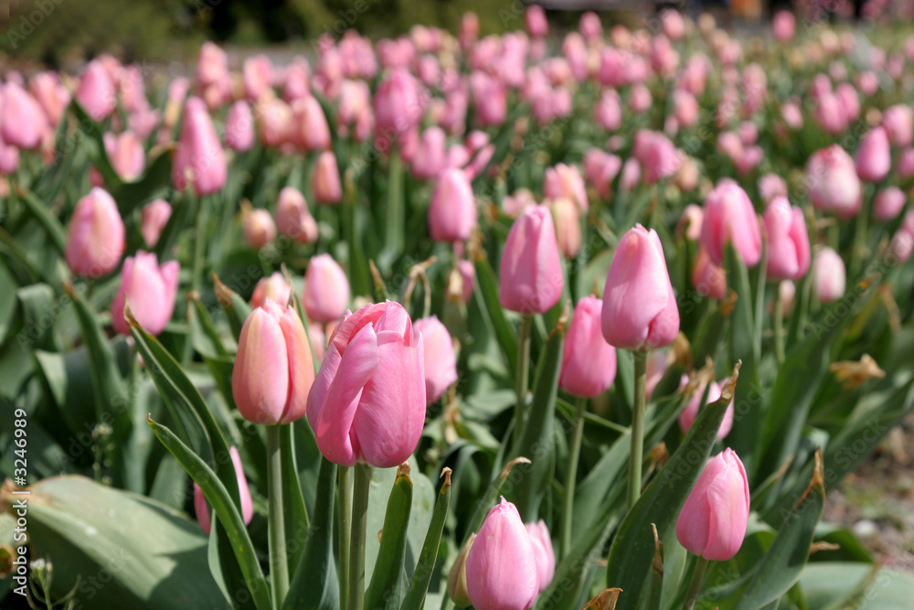 tulips, spring flowers on the field