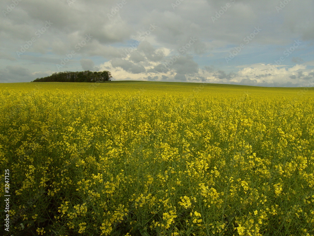 Obraz premium rapsfeld 13