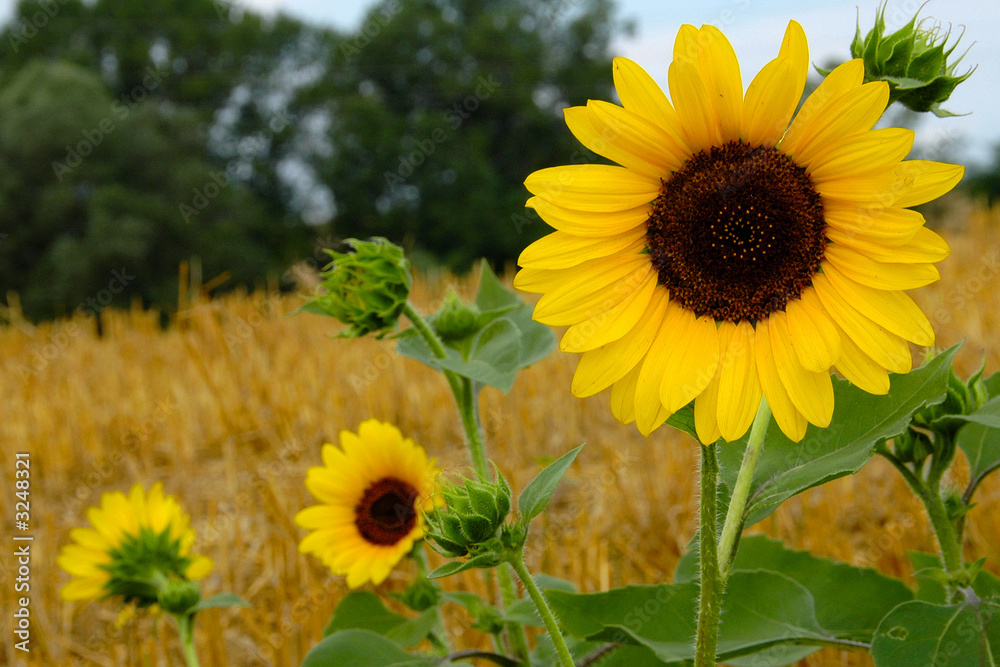 Obraz premium girasoli
