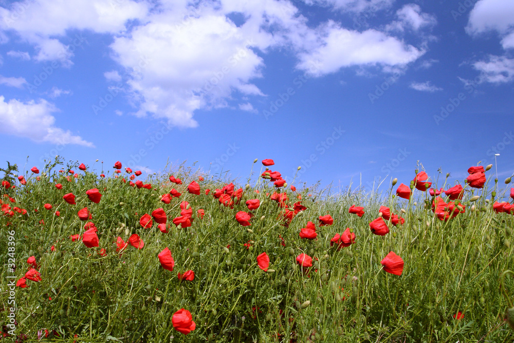 poppies flowers field over sky poppies flowers field over sky