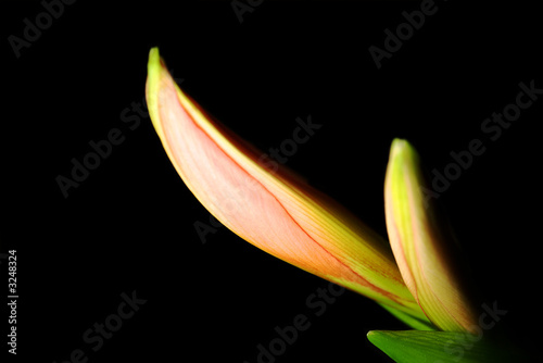 hippeastrum flower
