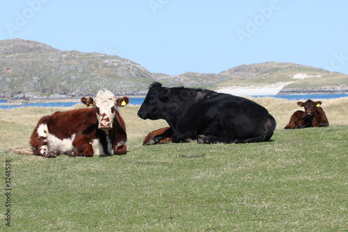 coastal cattle photo