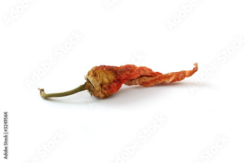 wizen hot pepper