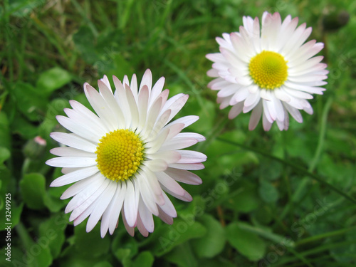 daisies