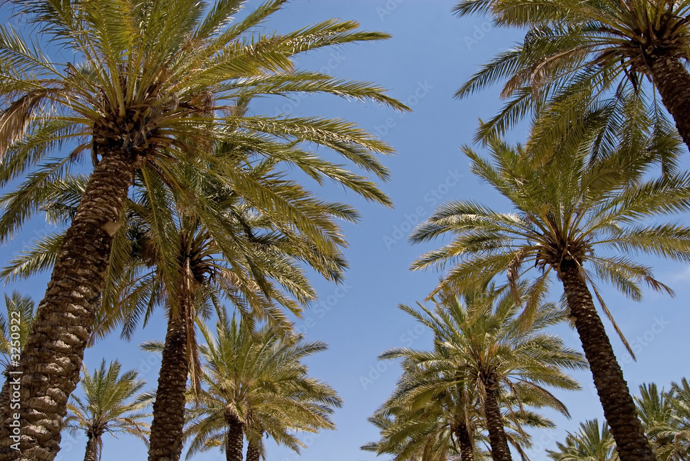 jerusalem palms