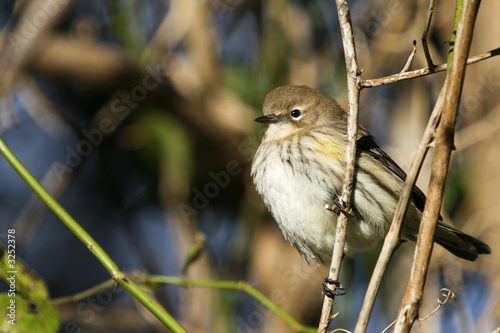 yellow rumped warbler photo