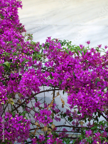 bougainvillia photo