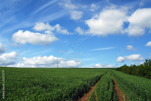 champs de blès