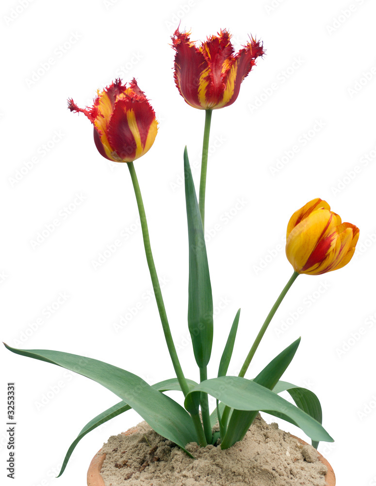 tulips tulips