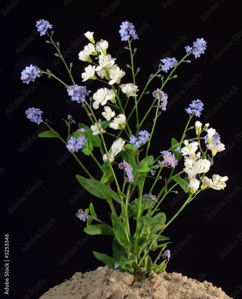 Fototapeta premium bouquet