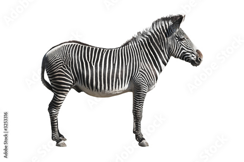 grevy s zebra isolated over white background