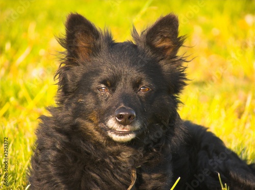 black dog
