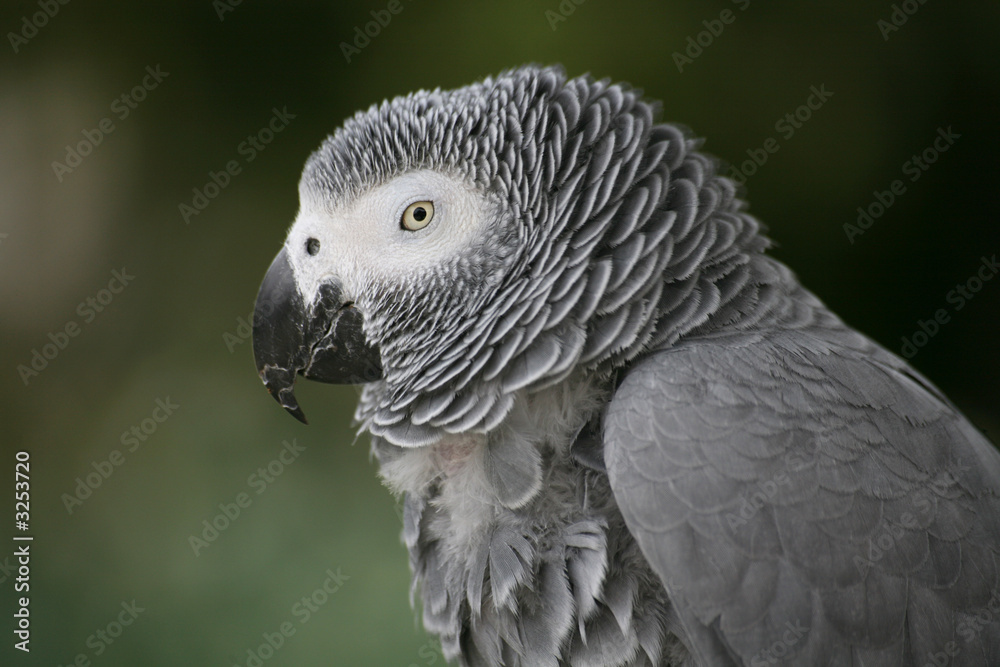 Obraz premium graupapagei
