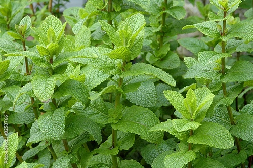 menthe verte