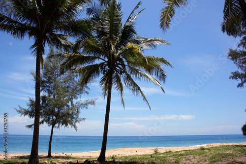 coast of the ocean and coconut palm