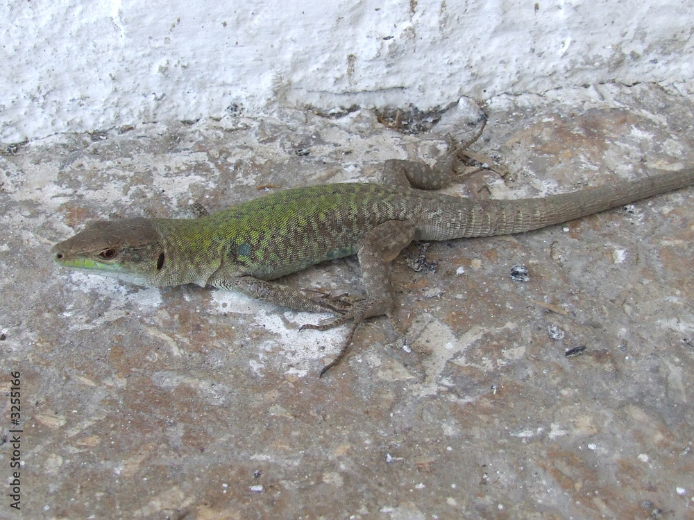 Naklejka premium dizzy lizard