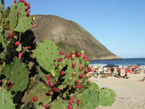 cactus in itacoatiara beach