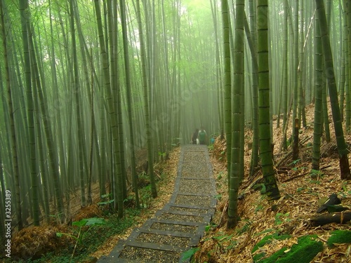 romantic bamboo forest #3255389